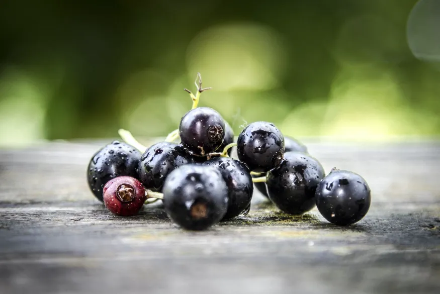 Best Blackcurrant (Cassis Berries) Perfume