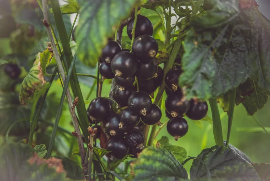 Best Blackcurrant (Cassis Berries) Perfume