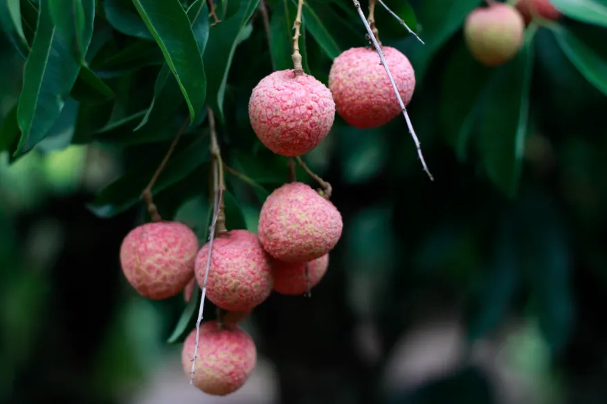 Top Lychee Perfumes