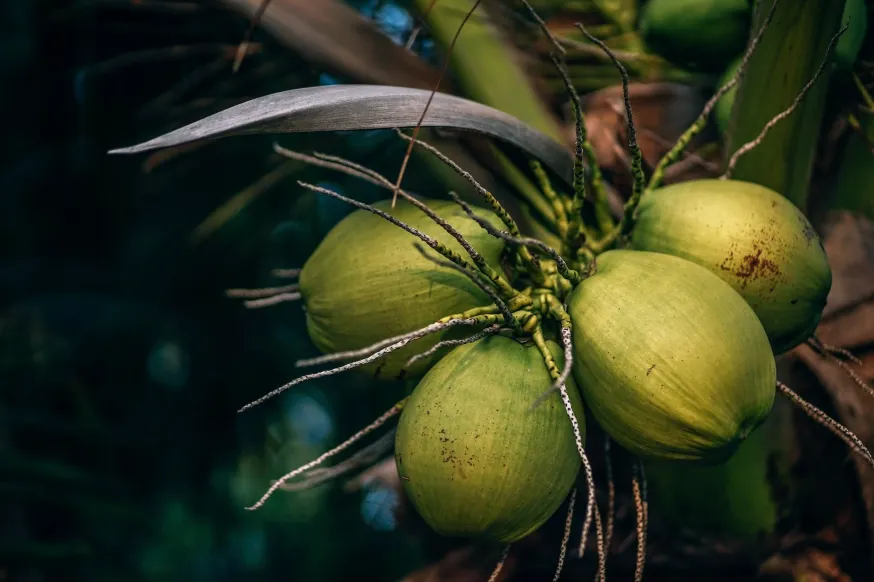 Best Coconut Perfumes List